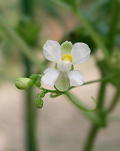 Viene chiamato il “Cortisone omeopatico”. Interessante articolo sul Cardiospermum halicacabum in medicina omeopatica.